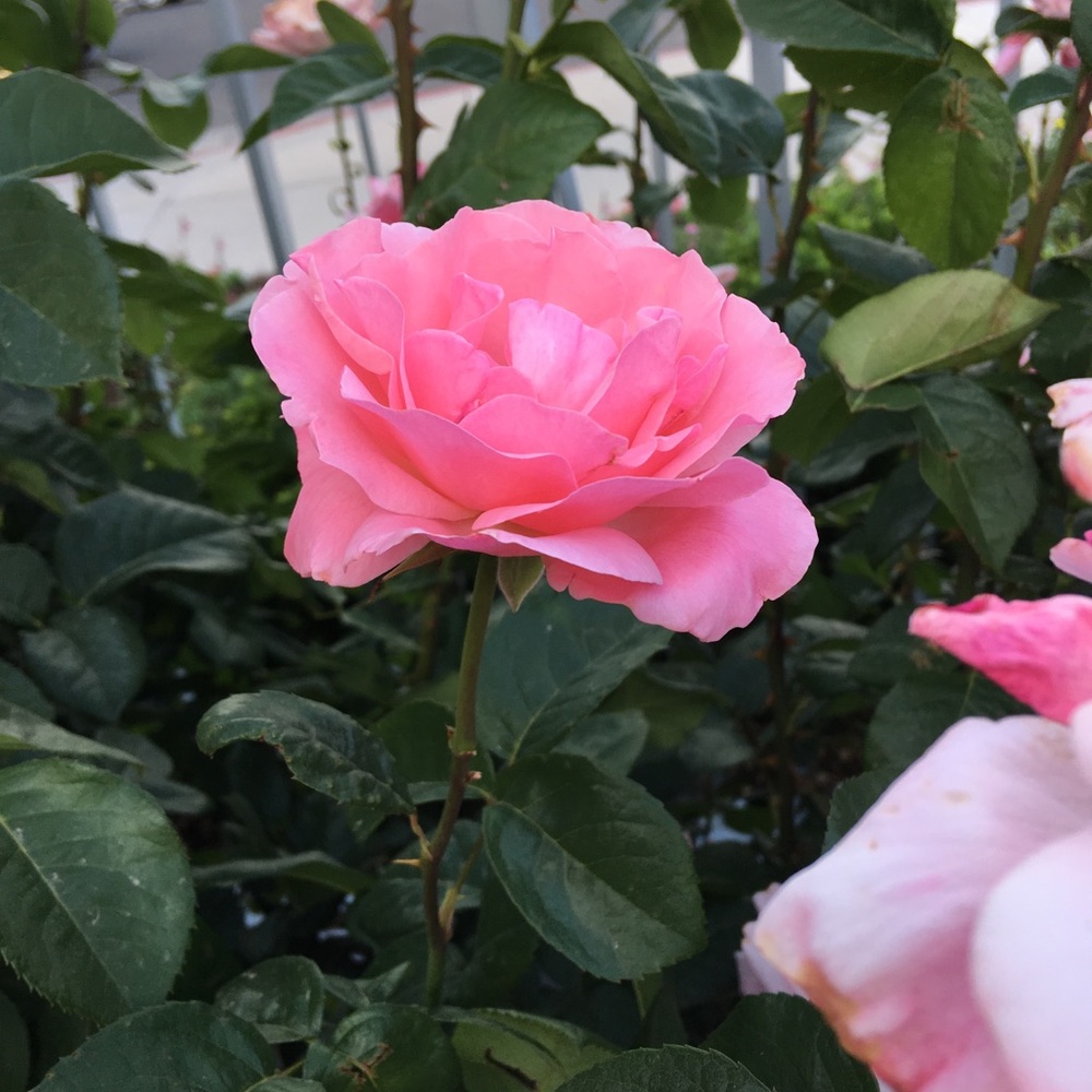 Please buy! Clothing for 12 and under